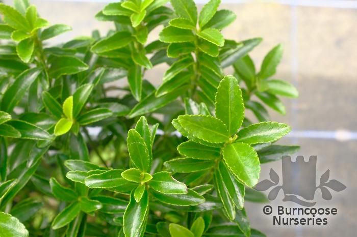 EUONYMUS japonicus 'Green Spider' 