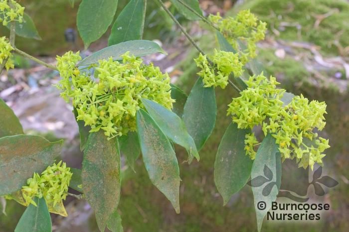 EUONYMUS phellomanus  