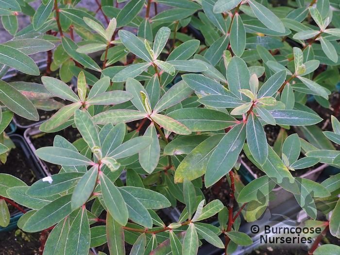 EUPHORBIA griffithii 'Beauty Orange' 