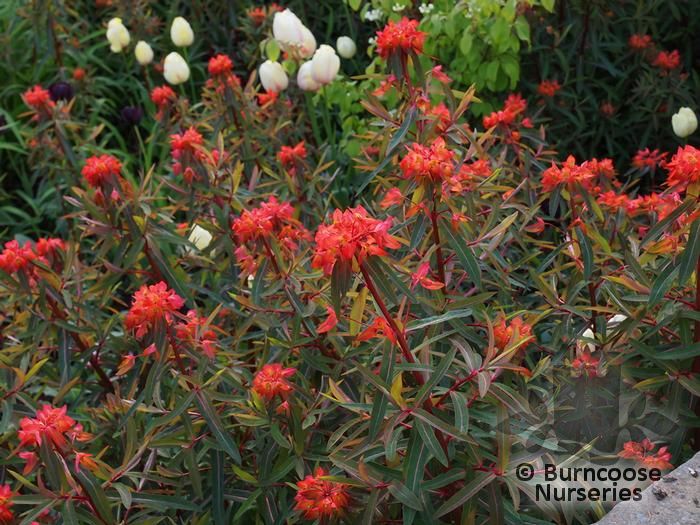 Euphorbia Griffithii 'Fireglow' from Burncoose Nurseries