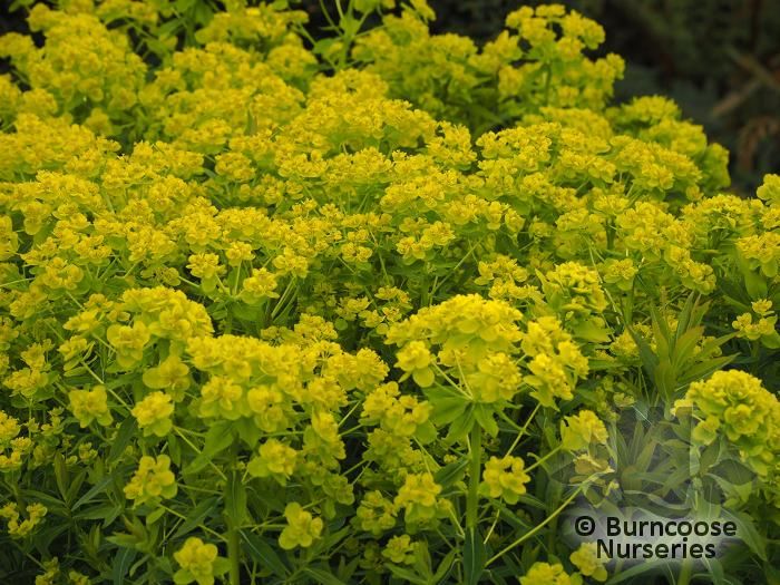 EUPHORBIA palustris  