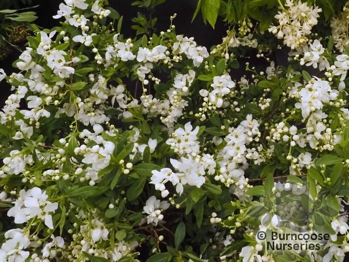 EXOCHORDA racemosa 'Blushing Pearl' 