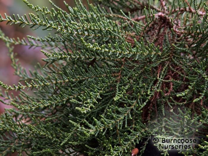FABIANA imbricata 'Prostrata' 