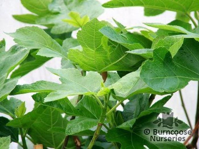 FICUS carica 'Brown Turkey' 