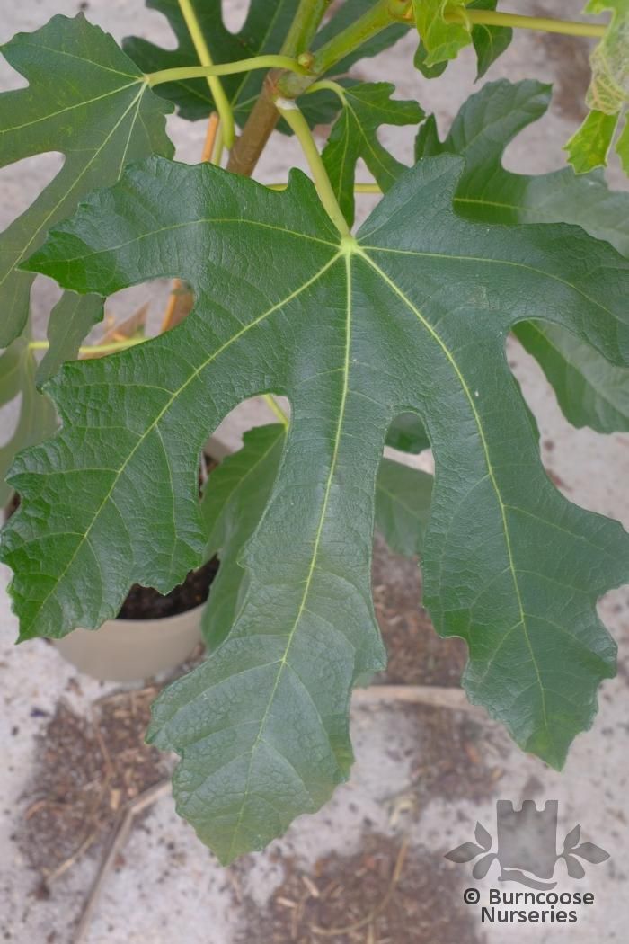 FICUS carica 'Little Miss Figgy' 