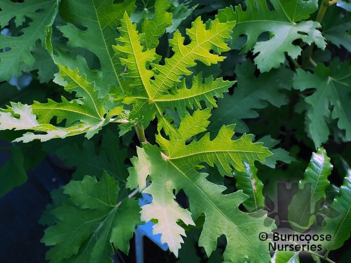 FICUS carica 'Ice Crystal' 