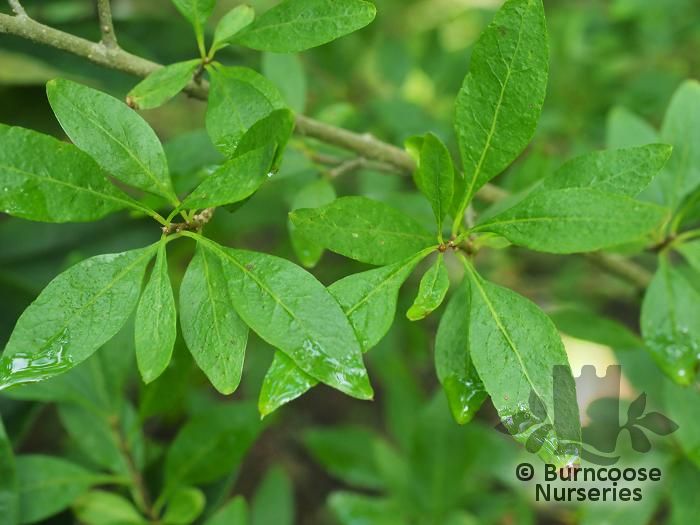 FORESTIERA neomexicana  
