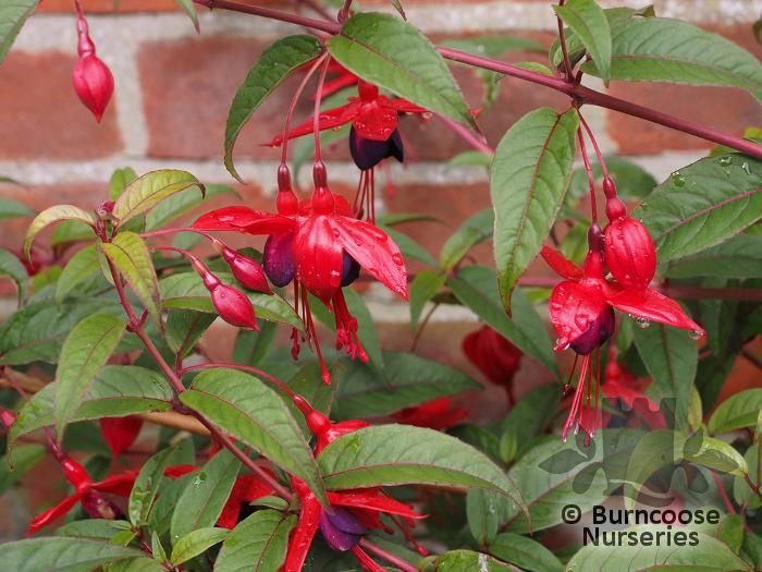 Fuchsia 'Lady Boothby' from Burncoose Nurseries