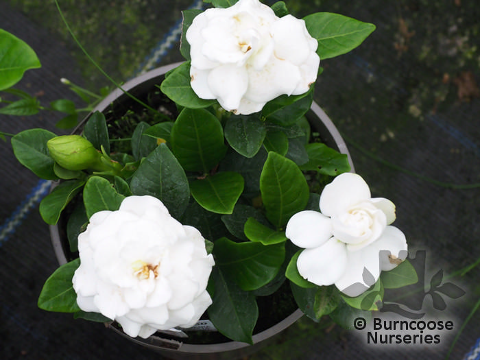 gardenia crown jewels care