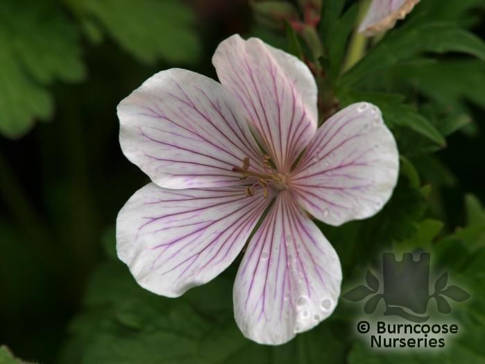 GERANIUM clarkei 'Kashmir White 