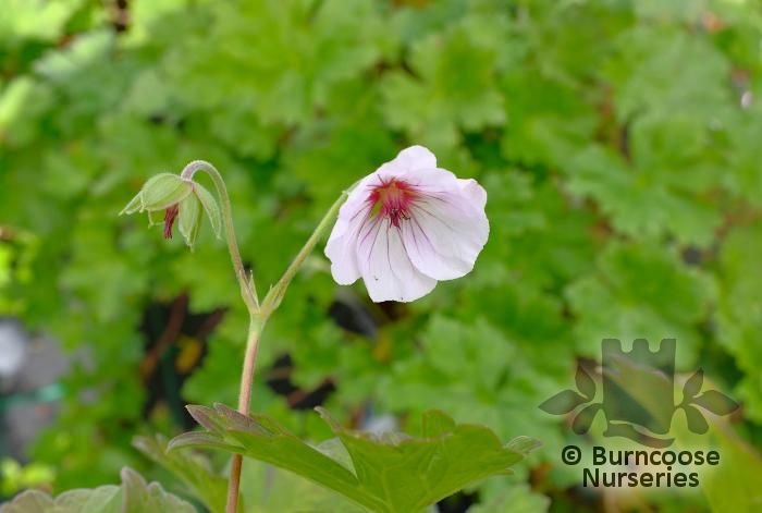 GERANIUM 'Coombland White'  