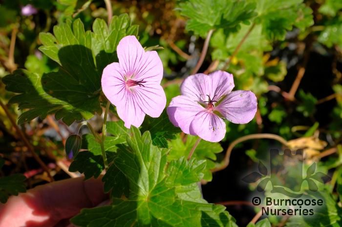 GERANIUM 'Joy'  