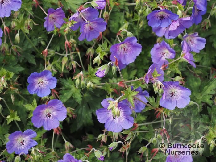 Geranium 'Rozanne' from Burncoose Nurseries