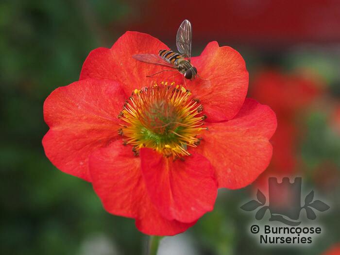 GEUM 'Scarlet Tempest'  