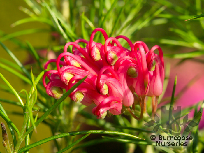 GREVILLEA 'Olympic Flame'  