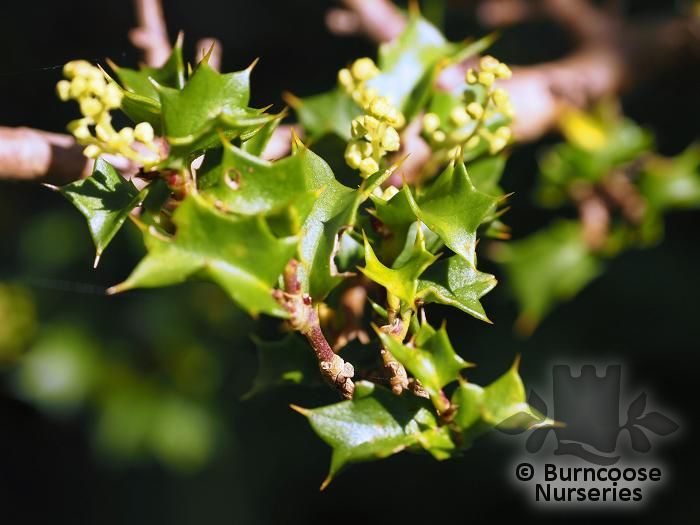 GRISELINIA jodinifolia  