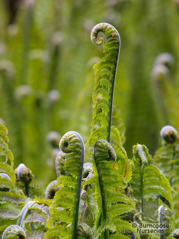 Hardy Ferns Matteuccia Struthiopteris from Burncoose Nurseries
