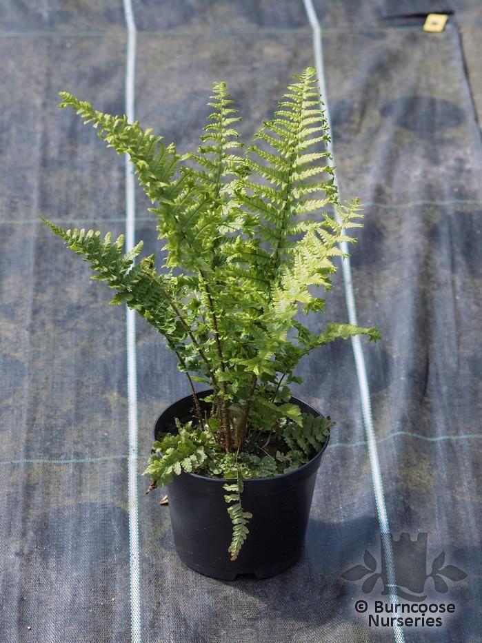 Hardy Ferns Polystichum Braunii from Burncoose Nurseries