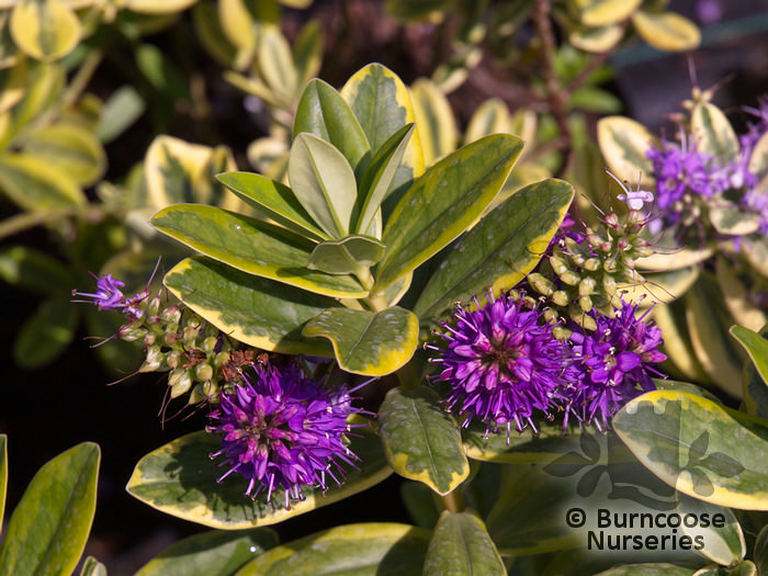 HEBE x franciscana 'Variegata' 