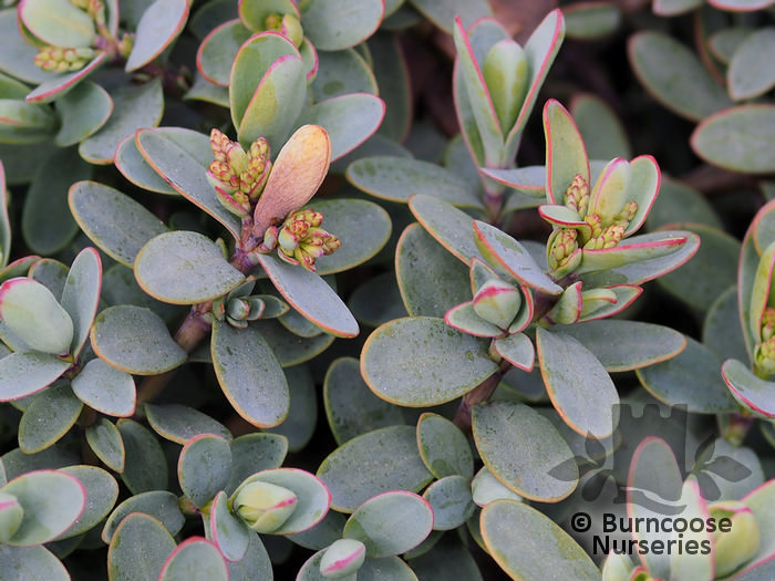 HEBE pinguifolia 'Pagei' 