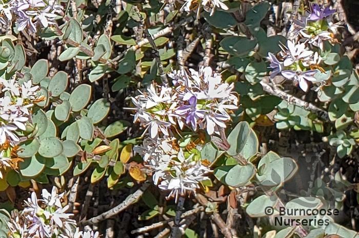 HEBE pimeleoides 'Quicksilver' 