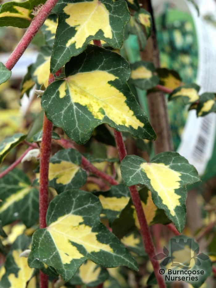 HEDERA helix 'Goldheart' 