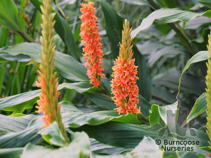 Hedychium From Burncoose Nurseries