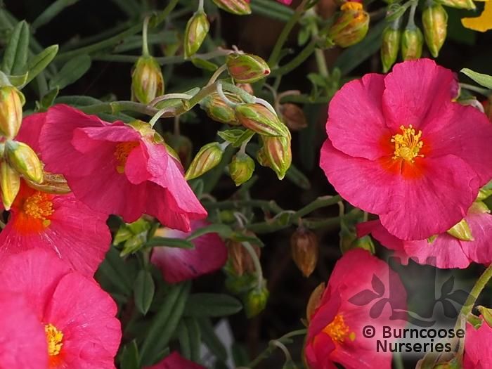HELIANTHEMUM 'Ben Hope'  
