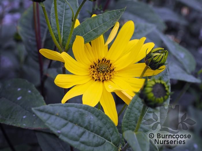 HELIANTHUS 'Lemon Queen'  