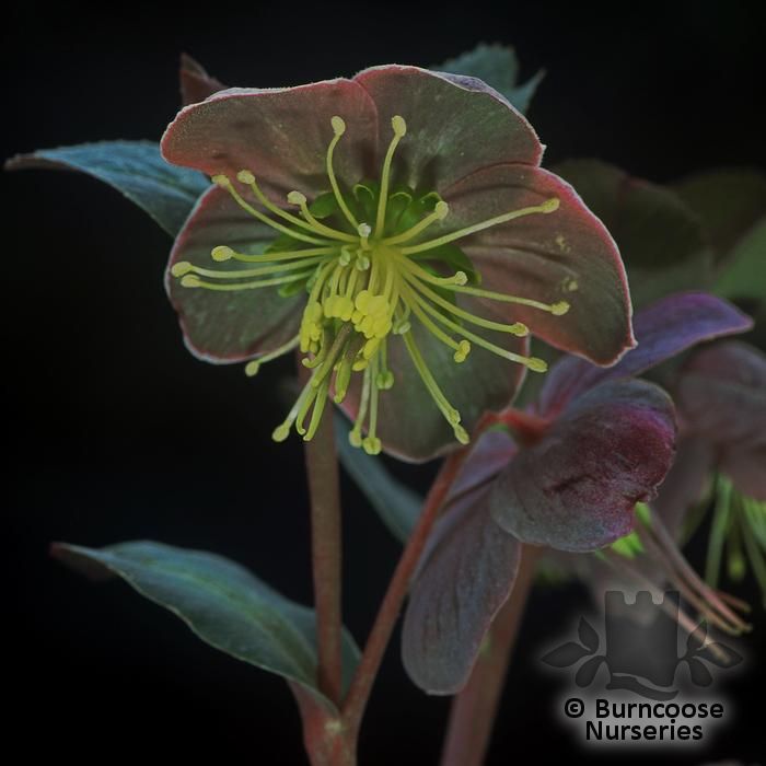 HELLEBORUS x sternii  