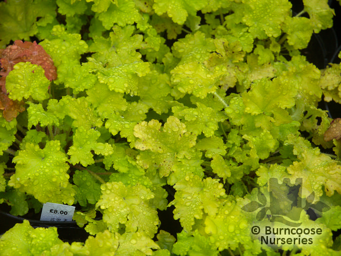 Heuchera 'Lime Marmalade' from Burncoose Nurseries