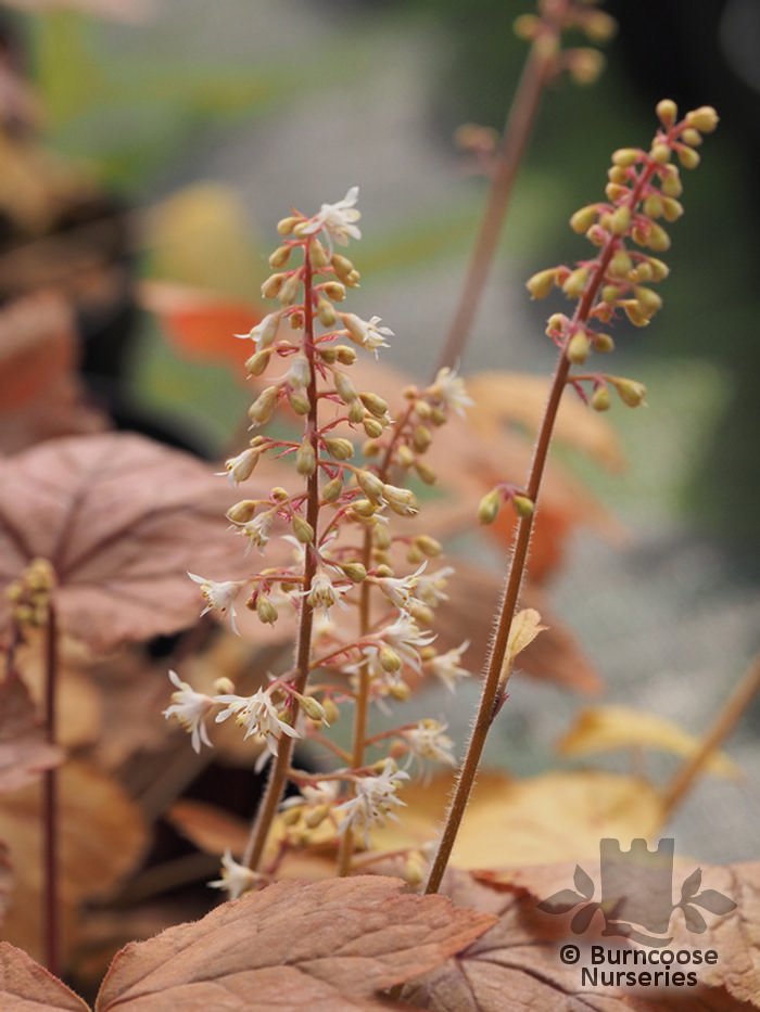 x HEUCHERELLA 'Redstone Falls'  