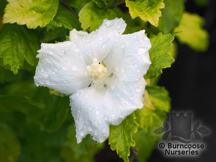 HIBISCUS syriacus 'Diana' 