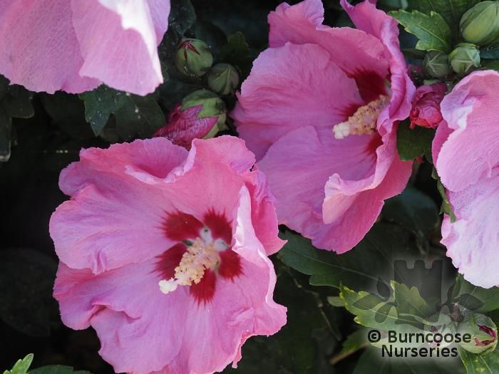 HIBISCUS syriacus 'Hamabo' 
