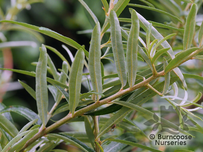 HIPPOPHAE rhamnoides 'Pollmix' HIPPOPHAE rhamnoides 'Pollmix'