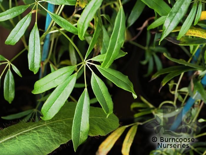 STAUNTONIA latifolia angustata 