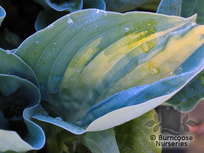 HOSTA 'Chain Lightning'  