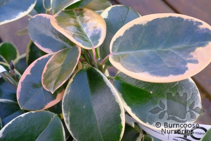 HOYA australis 'Blondie' 