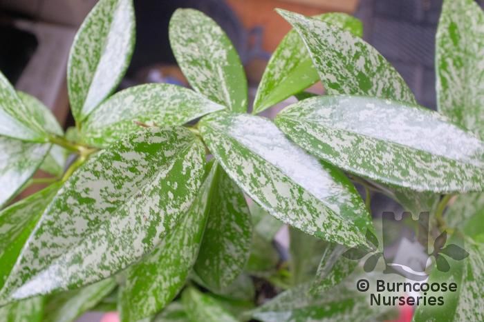 HOYA carnosa 'Silverspots' 