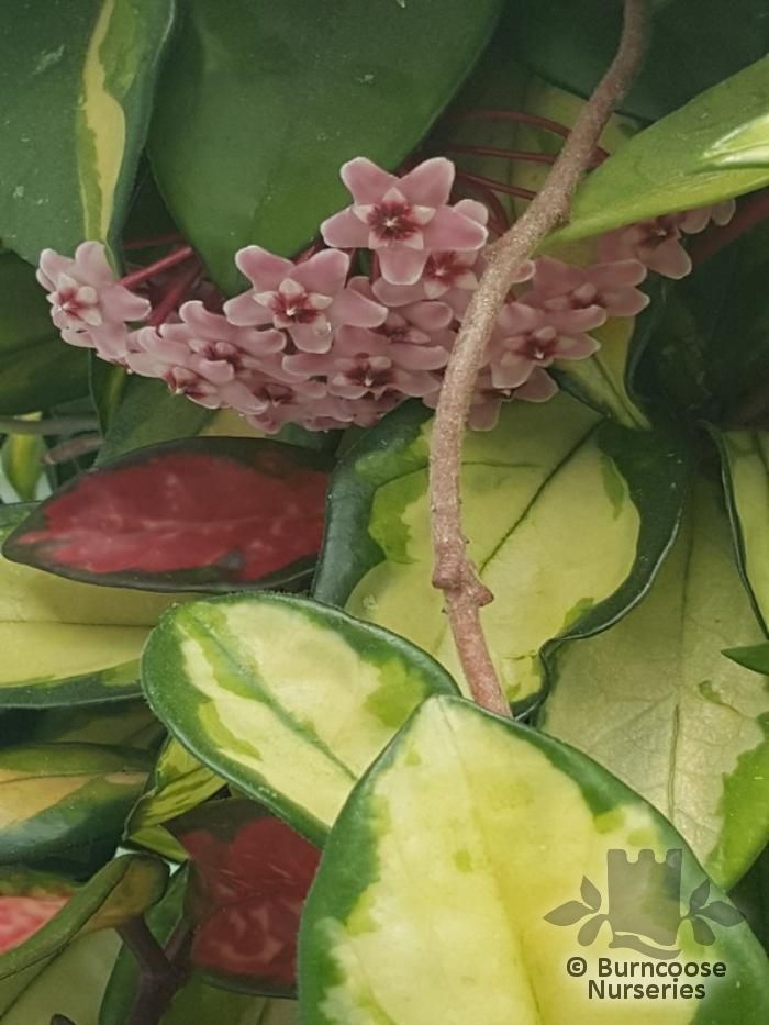 HOYA carnosa 'Tricolor' 