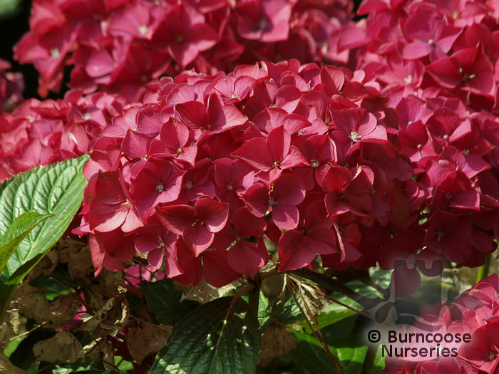 HYDRANGEA 'Alpengluhen'  