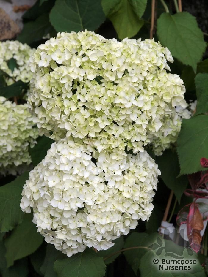 Hydrangea Arborescens 39;Annabelle39; from Burncoose Nurseries