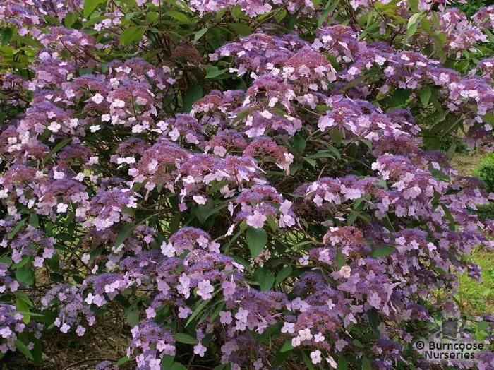 Image of Hydrangea aspera villosa flower