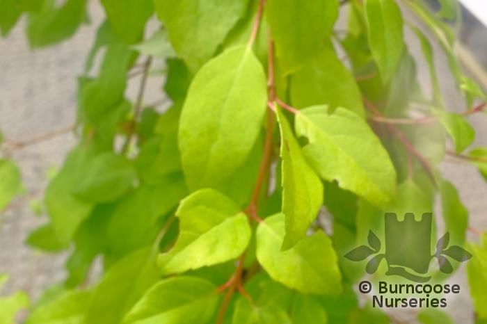 HYDRANGEA barbara 'Vickie' 