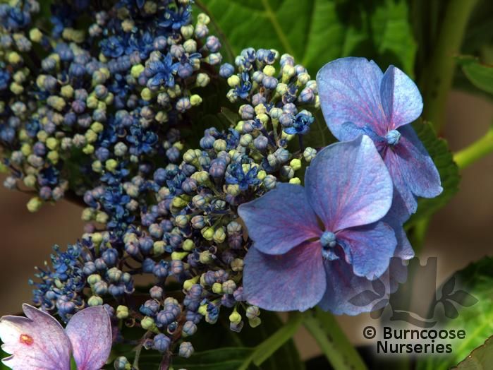 Hydrangea 'Blue Wave' from Burncoose Nurseries