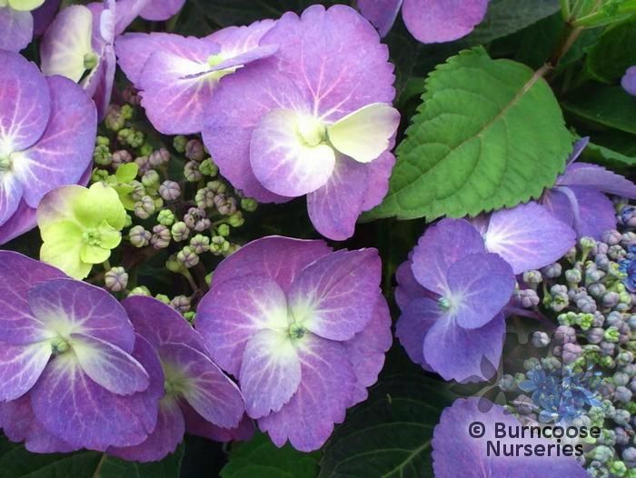 Hydrangea 'Blueberry Cheesecake' from Burncoose Nurseries