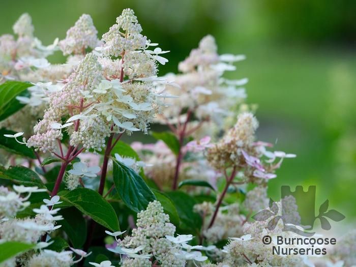 HYDRANGEA paniculata 'Early Harry' 
