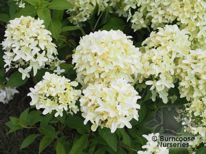 HYDRANGEA paniculata 'Skyfall' 