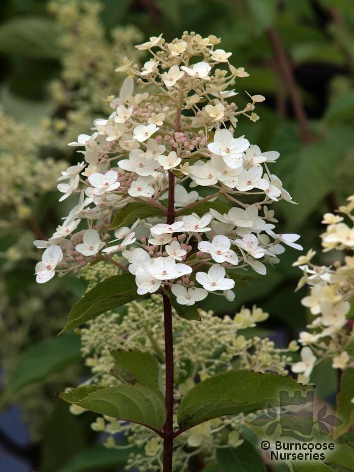 Hydrangea Paniculata 39;Unique39; from Burncoose Nurseries