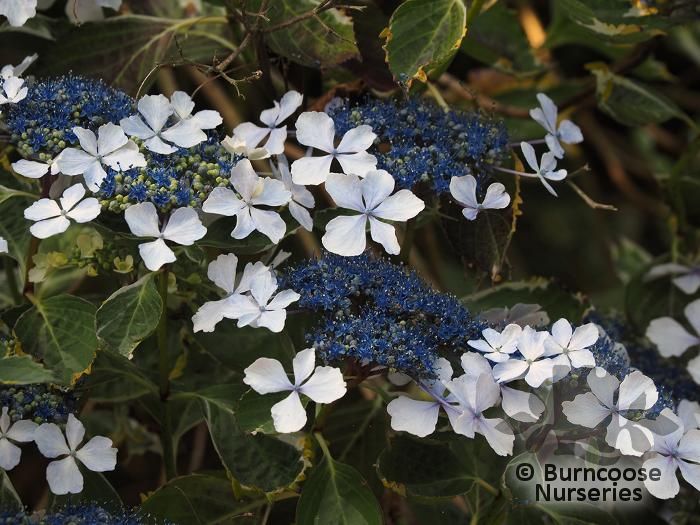 HYDRANGEA 'Quadricolor'  